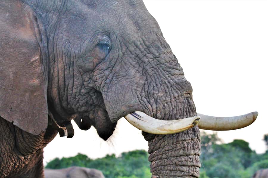 Addo Elephant National Park: Guided Half-Day Safari - Who will enjoy this Addo safari most