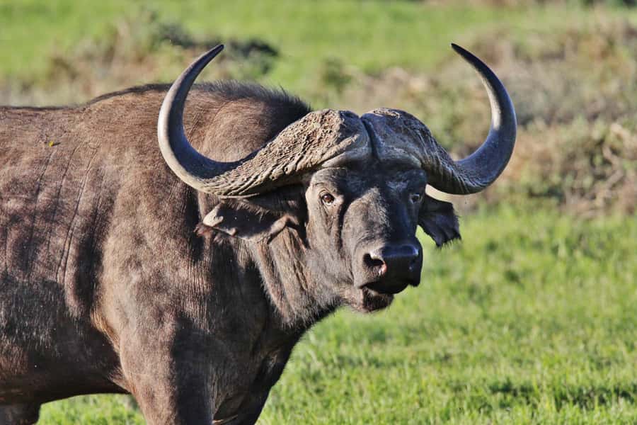 Addo Elephant National Park: Guided Half-Day Safari - Riding in an open safari vehicle