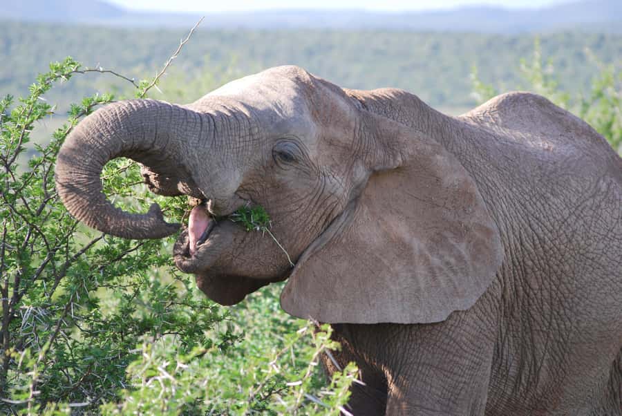 Addo Elephant National Park: Half Day Private Safari - Key points to know before booking