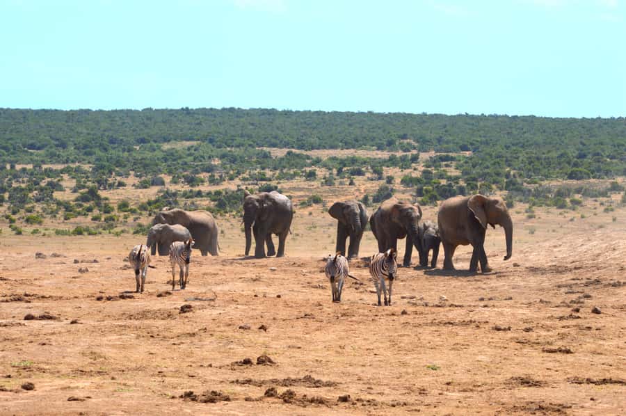 Addo Elephant National Park: Half Day Private Safari - Starting in Addo and heading for the park