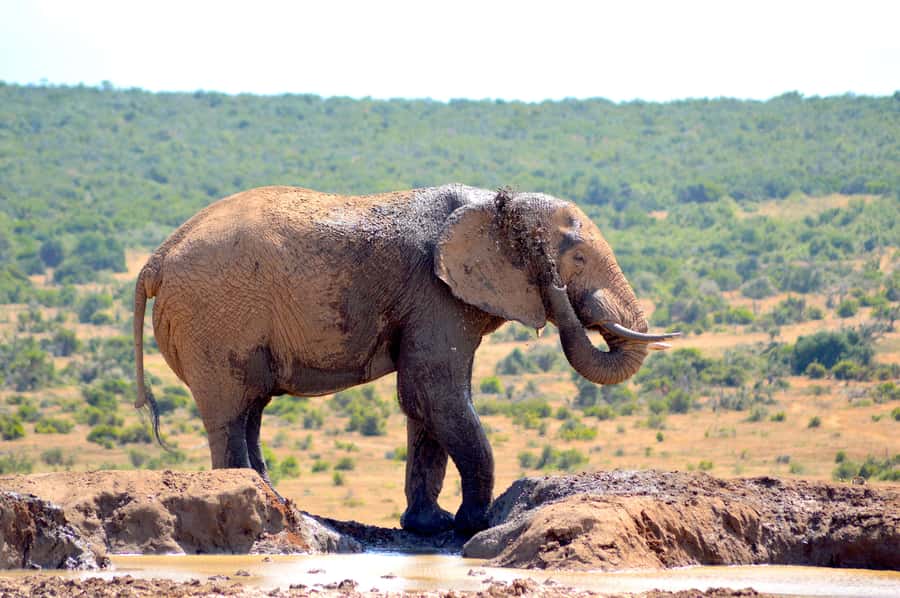 Addo Elephant National Park: Half Day Private Safari - Why a private vehicle changes the day