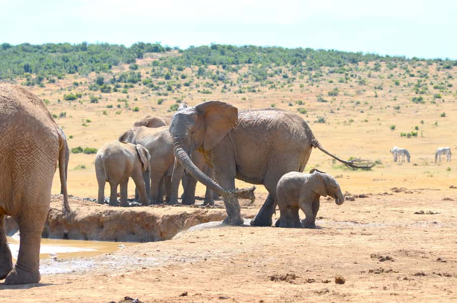 Addo Elephant National Park: Half Day Private Safari - A safari that works well for young children