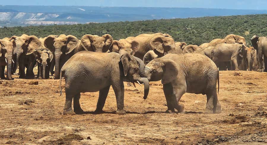 Addo Elephant National Park: Half Day Private Safari - Price and what the package covers