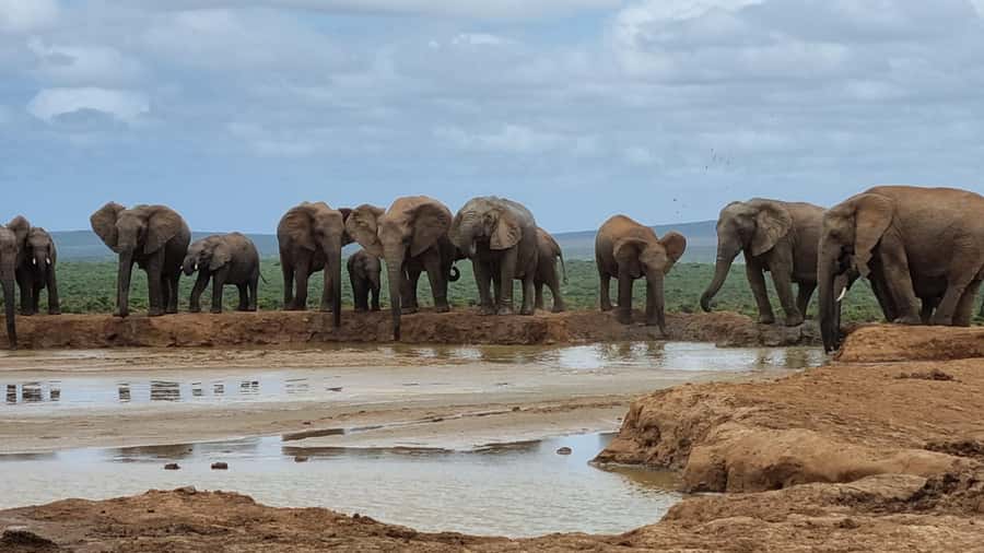 Addo Elephant National Park Private Full-Day Safari - Key points at a glance