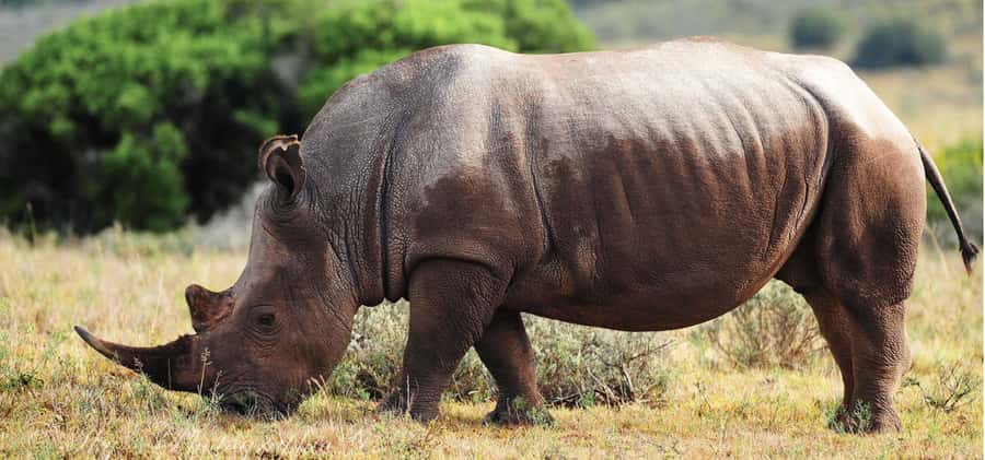 Addo Elephant National Park Private Full-Day Safari - Should you book it?