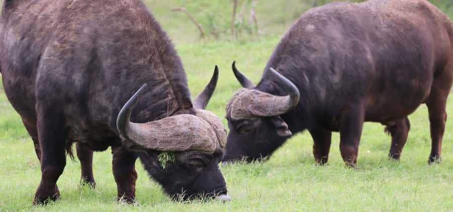 Addo Elephant National Park Private Full-Day Safari - Lunch in the heart of Addo
