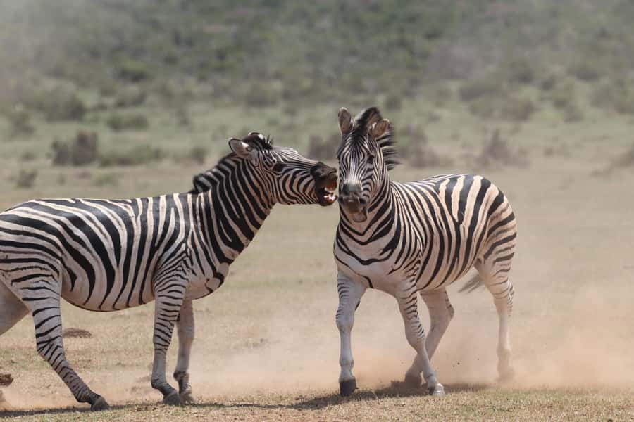 Addo Elephant National Park Private Full-Day Safari - Who should book this Addo safari?