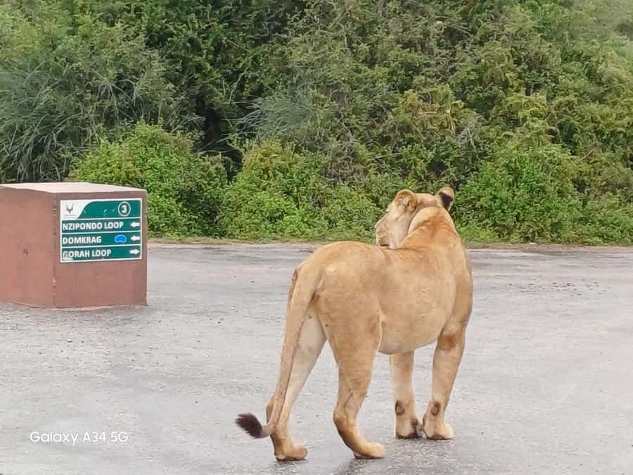 : Addo Elephant National Park Safari Half Day - Key things to know before booking