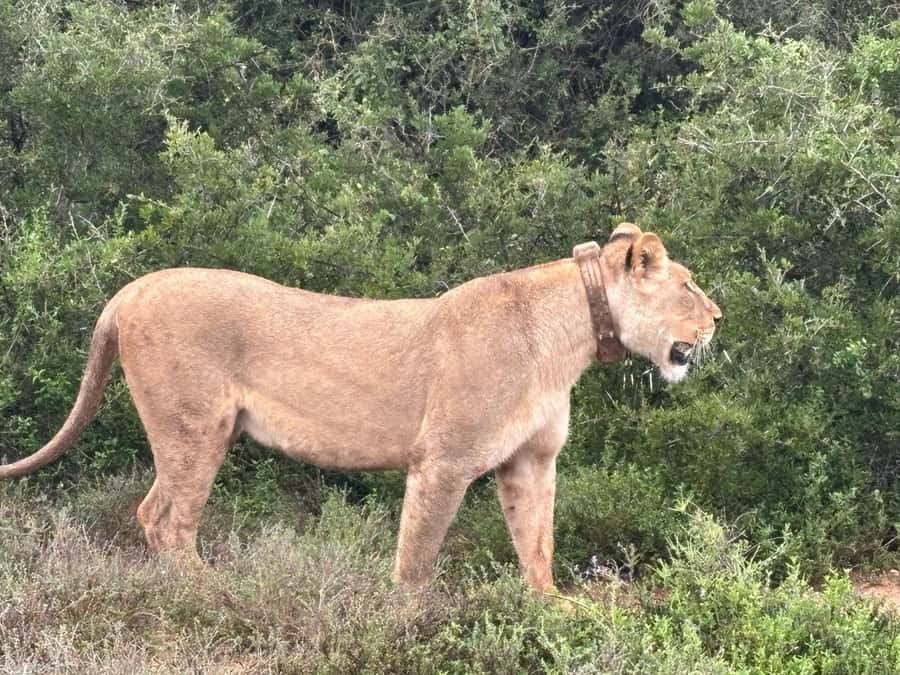: Addo Elephant National Park Safari Half Day - Why Addo works well for a half-day safari