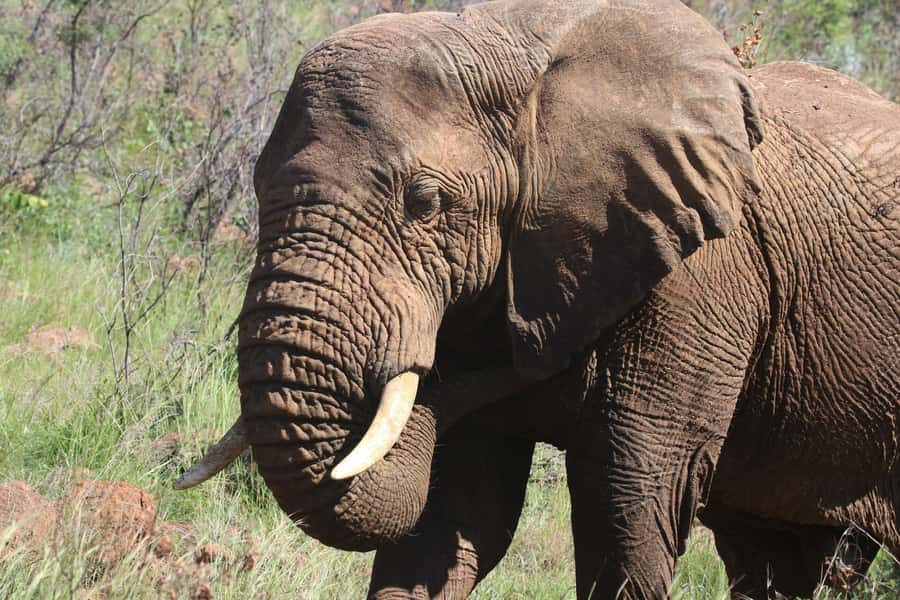 : Addo Elephant National Park Safari Half Day - Four hours among elephants, antelope, and buffalo