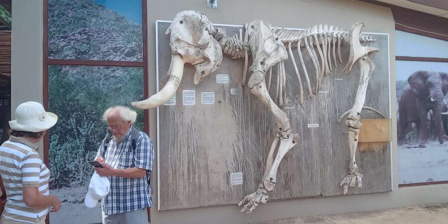: Addo Elephant National Park Safari Half Day - The vehicle question matters for photos