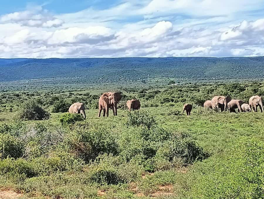 : Addo Elephant National Park Safari Half Day - Pickup from Port Elizabeth and the trip into Addo