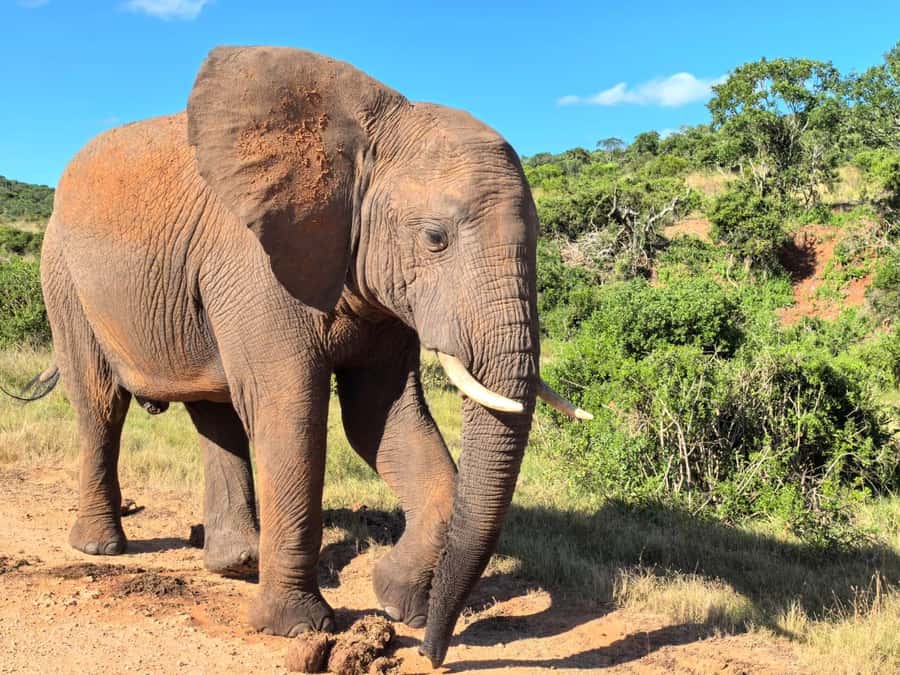 ADDO ELEPHANT PARK - Key points at a glance