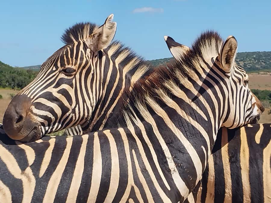 ADDO ELEPHANT PARK - From Port Elizabeth to Addo in 40 minutes