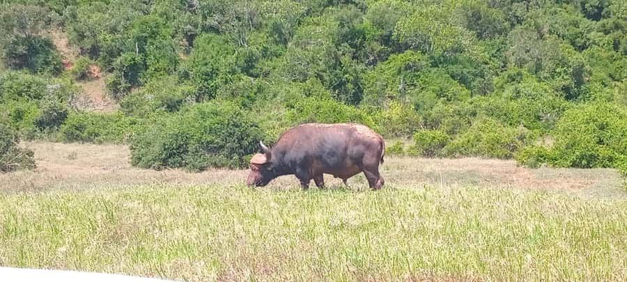 ADDO ELEPHANT PARK - The 3.5-hour game drive