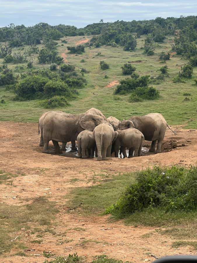 ADDO ELEPHANT PARK - What to bring and how to prepare