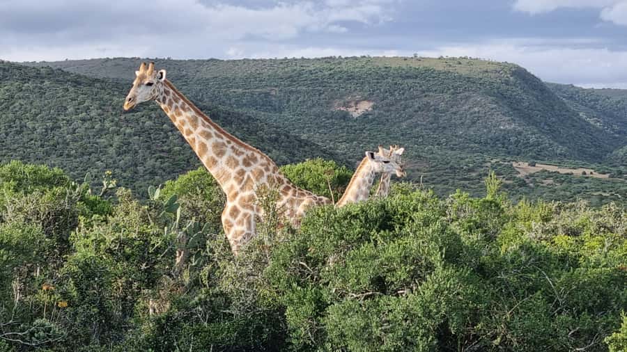 Addo Elephant Park and Giraffe Walk Full Day Safari - Key points at a glance