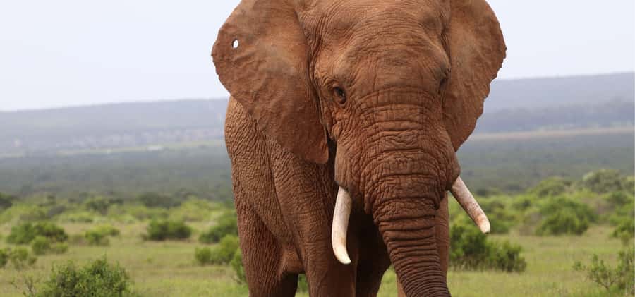 Addo Elephant Park and Giraffe Walk Full Day Safari - Should you book the Addo and giraffe combination?