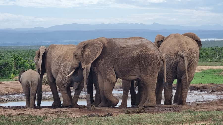 Addo Elephant Park and Giraffe Walk Full Day Safari - Six hours among Addo’s elephants