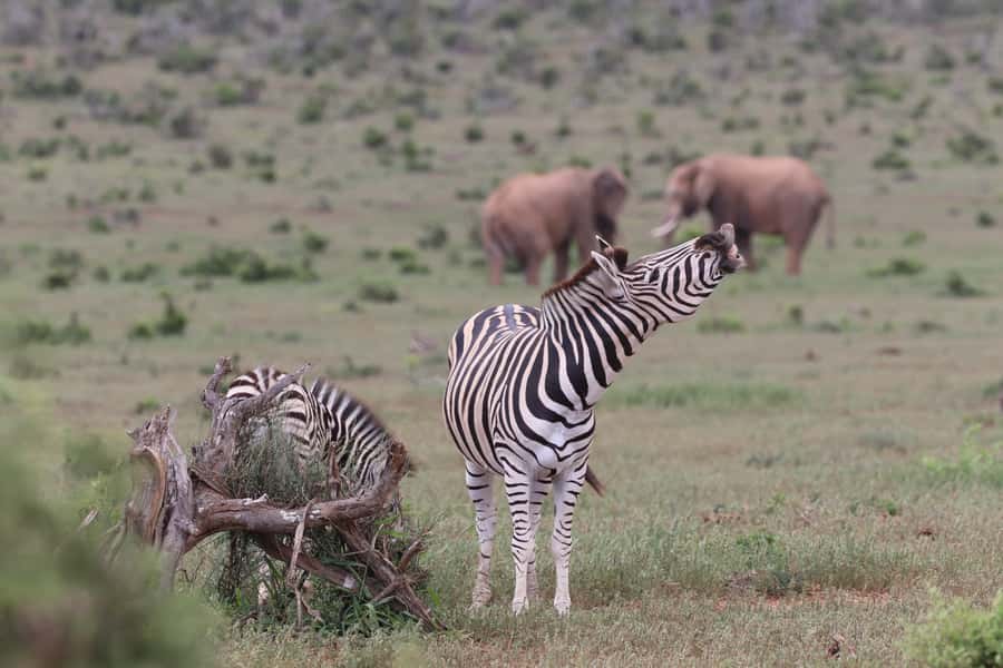 Addo Elephant Park and Giraffe Walk Full Day Safari - A braai lunch in the middle of the park