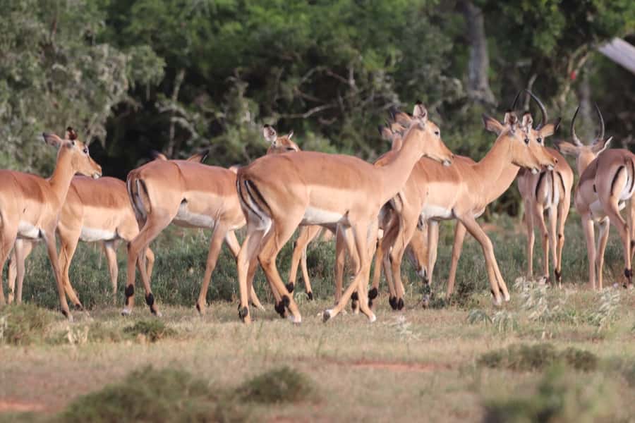 Addo Elephant Park and Giraffe Walk Full Day Safari - Who should book this day?