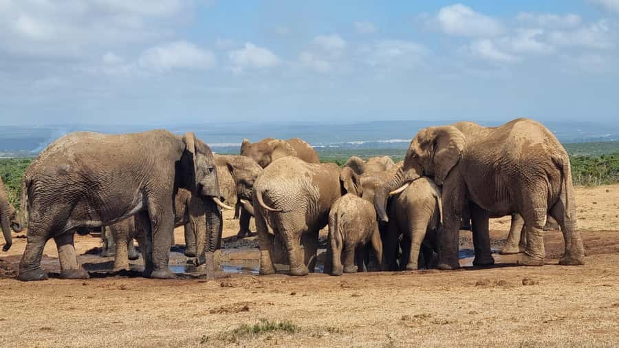 Addo Elephant Park and Giraffe Walk Private Full Day Safari - Why the giraffe walk changes the safari
