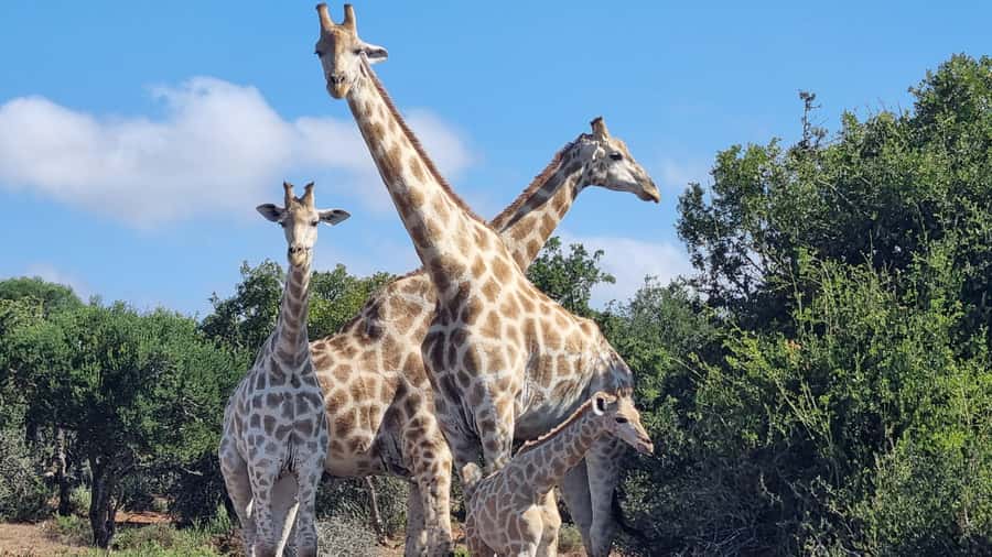 Addo Elephant Park and Giraffe Walk Private Full Day Safari - Should you book the Addo and giraffe walk?