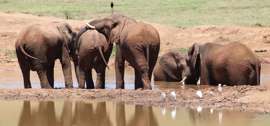 Addo Elephant Park and Giraffe Walk Private Full Day Safari - Guides who shape the day