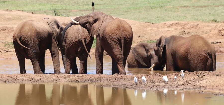 Addo Elephant Park and Giraffe Walk Private Full Day Safari - What the $280 price includes