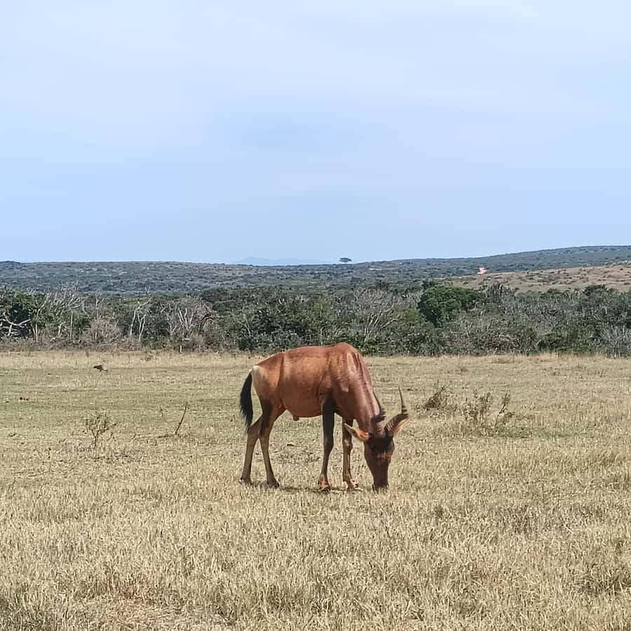 Addo Elephant Park and Kragga Kamma Game Park Combo - What makes this day worthwhile