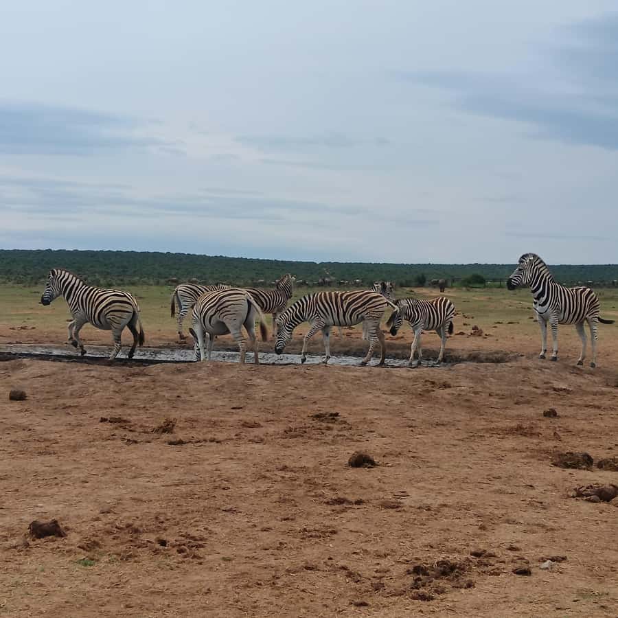 Addo Elephant Park and Kragga Kamma Game Park Combo - Starting from Port Elizabeth or the harbor