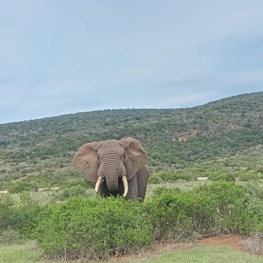 Addo Elephant Park and Kragga Kamma Game Park Combo - Managing expectations about the Big 5