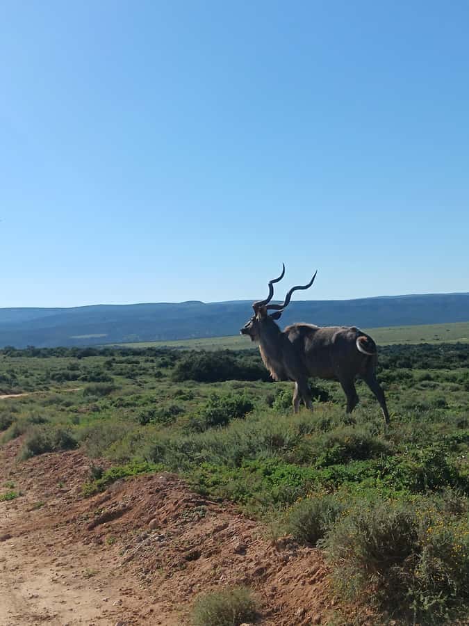 Addo Elephant Park and Kragga Kamma Game Park Combo - What the $224 price covers