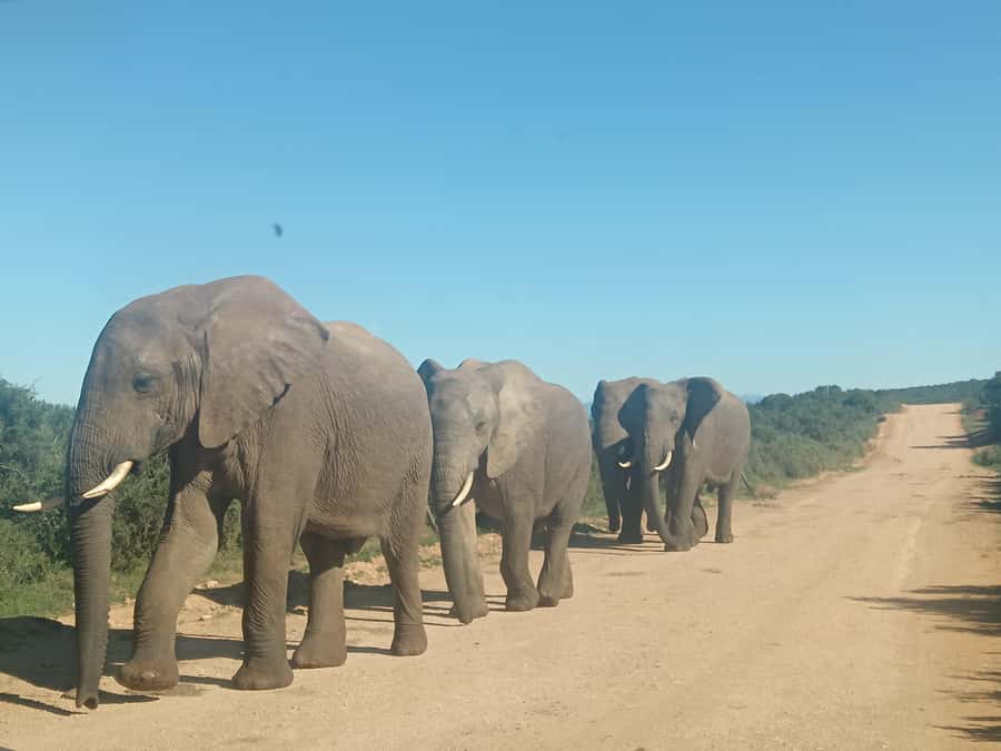 Addo Elephant Park and Kragga Kamma Game Park Combo - Who will enjoy this tour most