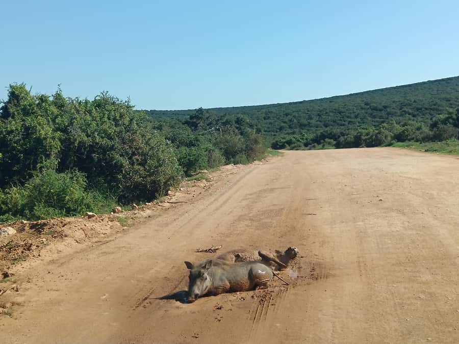 Addo Elephant Park and Kragga Kamma Game Park Combo - Six practical ways to enjoy the day