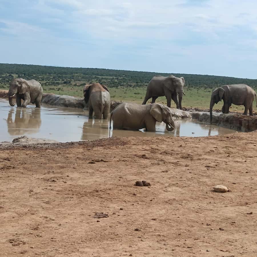 Addo Elephant Park and Kragga Kamma Game Park Combo - Five hours among Addo’s elephant herds