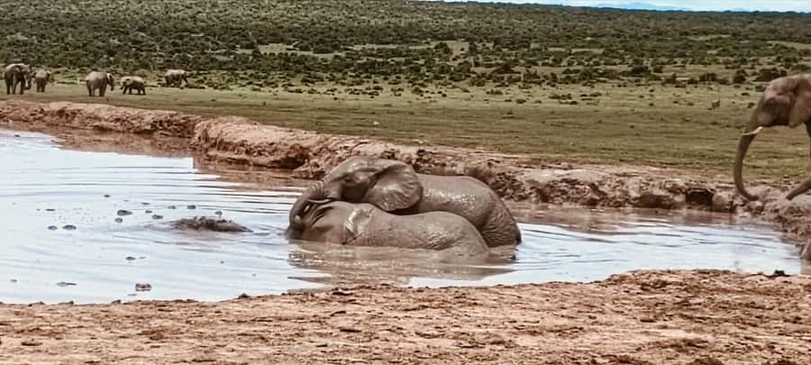 Addo Elephant Park:Safari Tour meet Big 5 to be satisfied - Key points at a glance