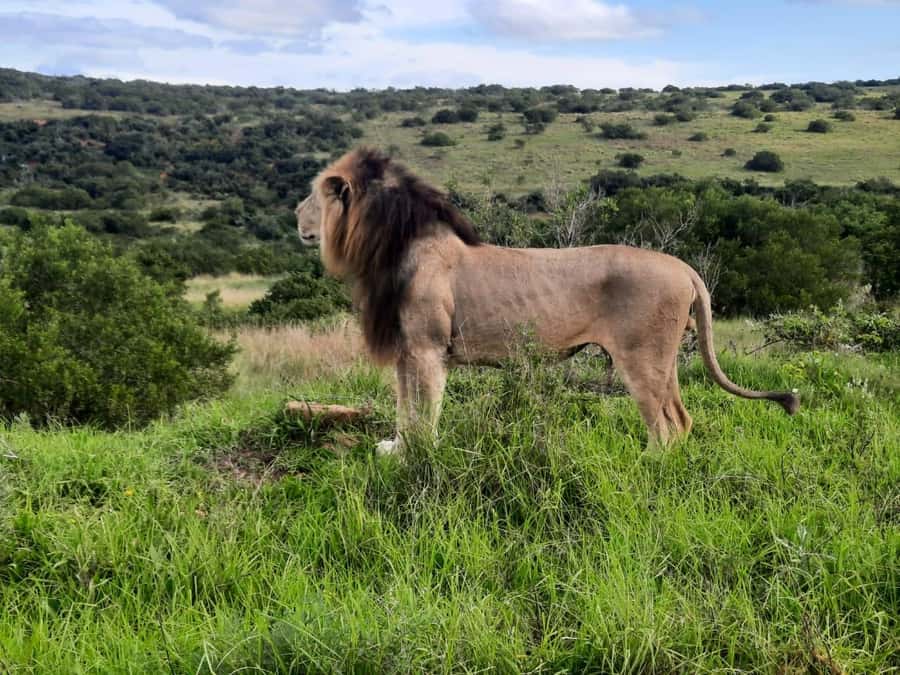 Addo Elephant Park:Safari Tour meet Big 5 to be satisfied - Why the vehicle choice matters