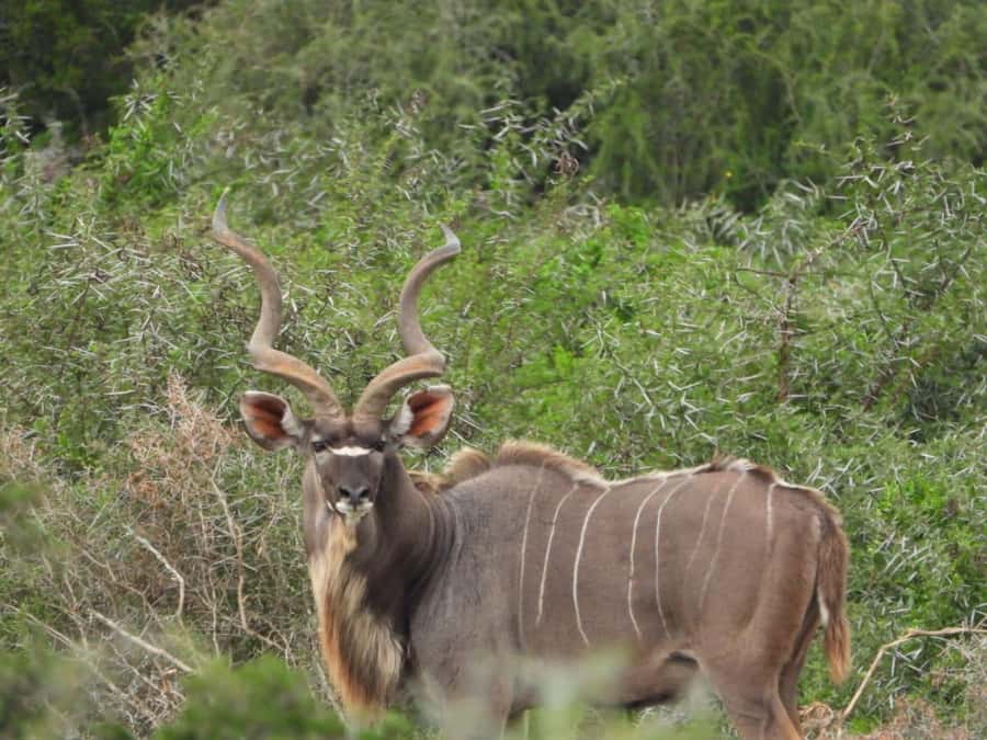 Addo Elephant Park:Safari Tour meet Big 5 to be satisfied - What Otto adds to the experience