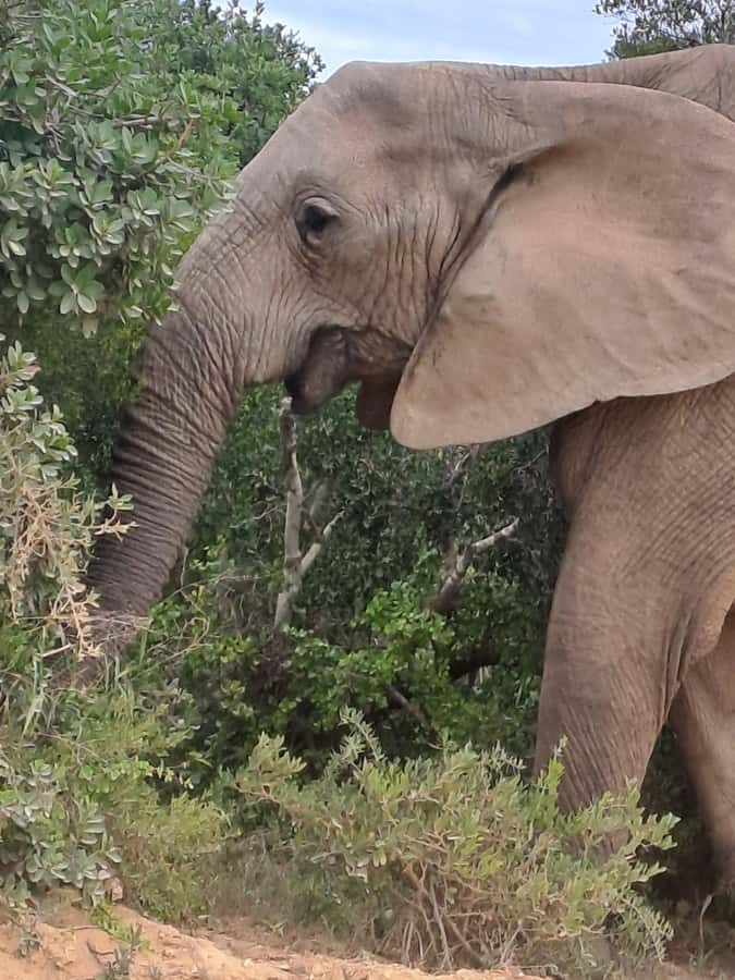 Addo Elephant Park:Safari Tour meet Big 5 to be satisfied - Price, flexibility, and practical preparation