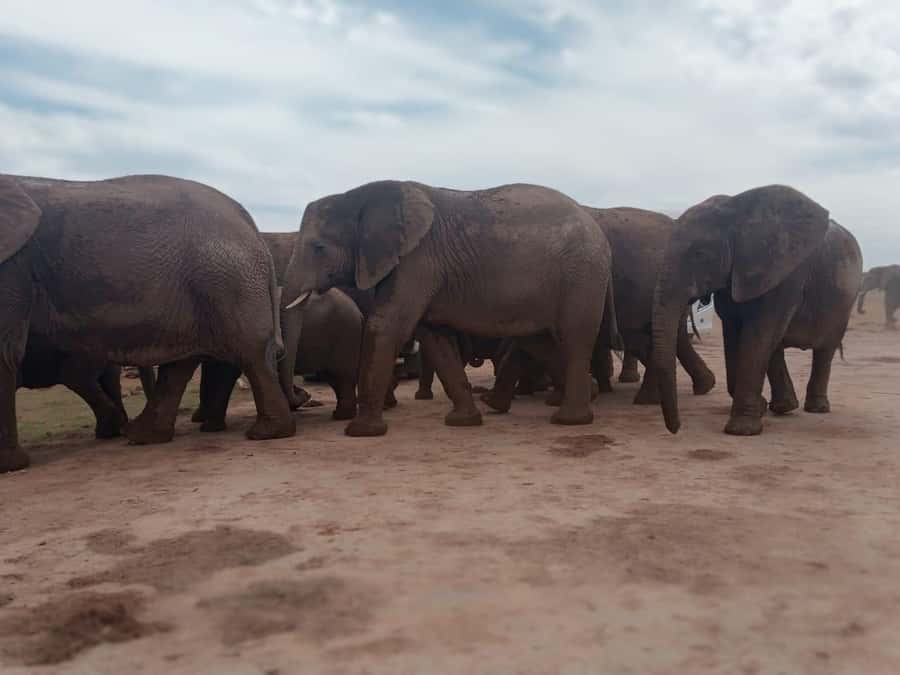 Addo Elephant Park:Safari Tour meet Big 5 to be satisfied - Searching for the Big Five in Addo