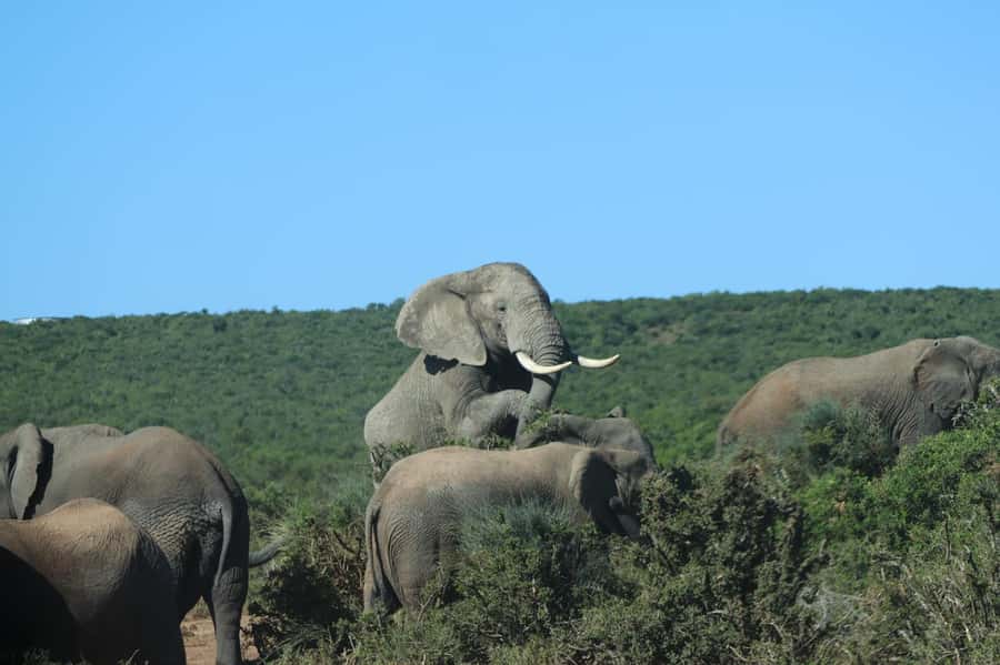 Addo Elephant Park Tours. Full Day - The morning drive and first wildlife search