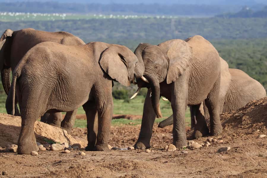 Addo Elephant Park Tours. Full Day - Close elephant encounters at the waterholes