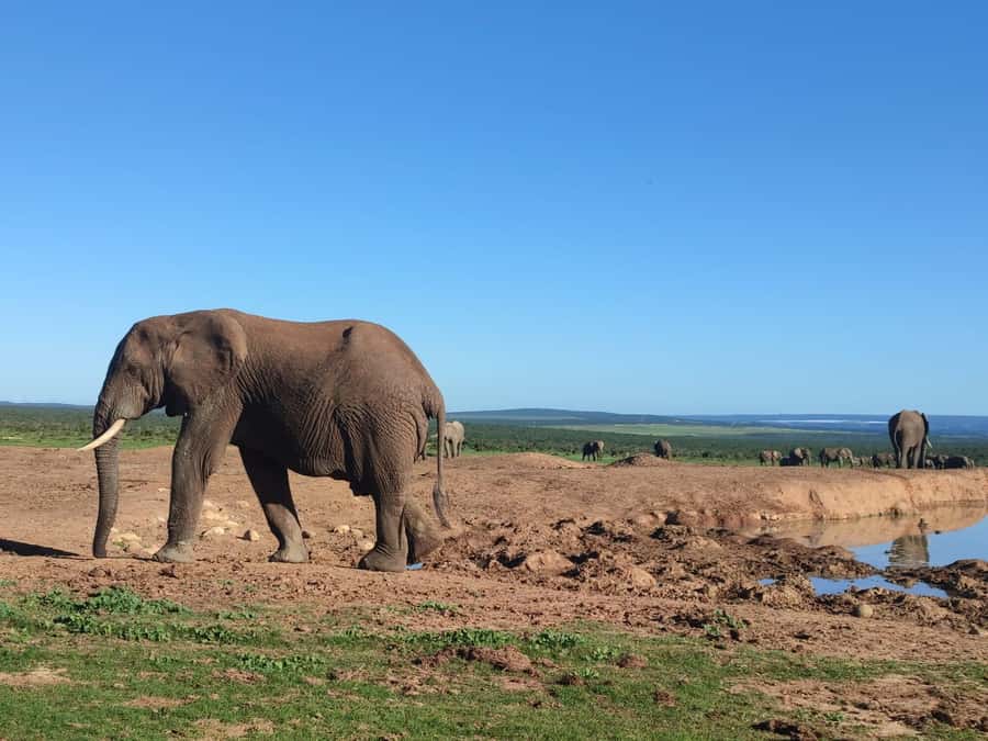 Addo Elephant Park Tours. Full Day - A day guided in English