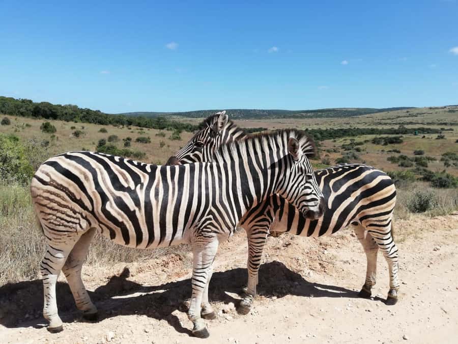 Addo Elephant Park Tours. Full Day - Who should book this Addo day?