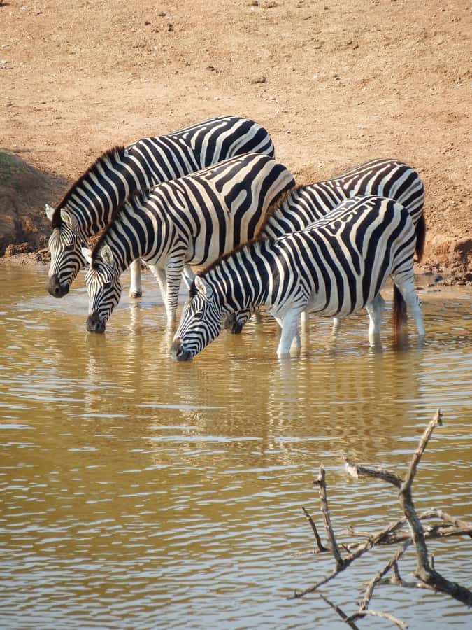 Addo Elephant Park Tours. Full Day - Pickup from Port Elizabeth or Addo