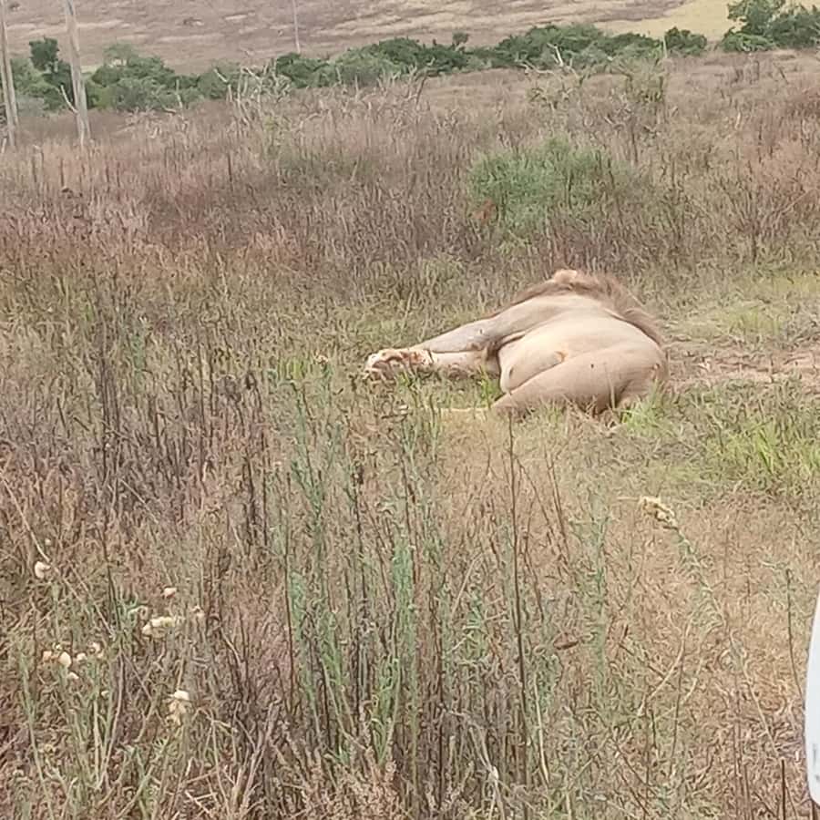 Addo: Game Drive in Addo Elephant National Park Private - Practical preparation for an easier safari