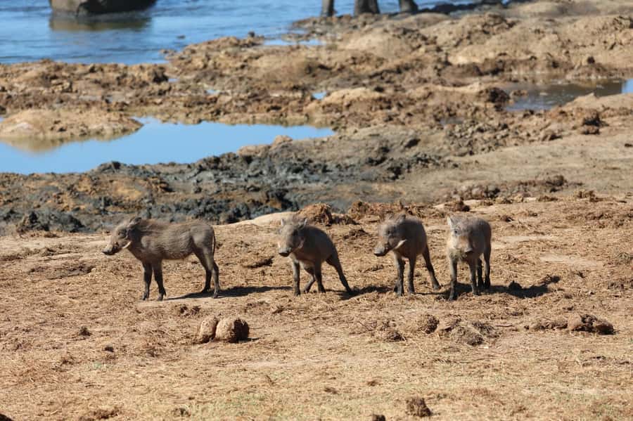 Addo: Game Drive in Addo Elephant National Park Private - Eight hours inside Addo National Park