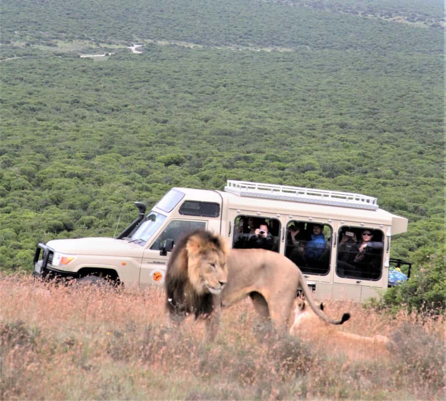 Addo National Park: Full-Day Safari Tour - Key points about this Addo safari