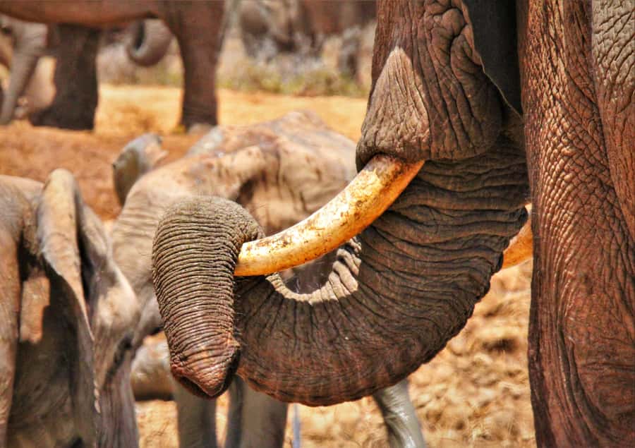 Addo National Park: Full-Day Safari Tour - Who should book this Addo day tour?